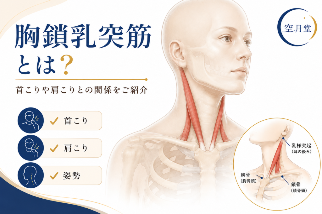 胸鎖乳突筋とは？首こりや肩こりとの関係をわかりやすくご紹介