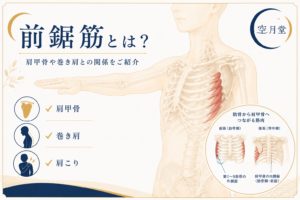 前鋸筋とは？肩甲骨や巻き肩の関係をご紹介