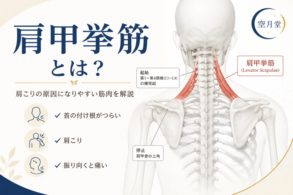 肩甲挙筋とは？肩こりの原因になりやすい筋肉を整体師が解説