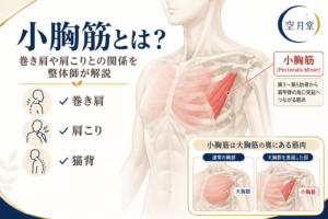 小胸筋とは？巻き肩や肩こりとの関係を整体師がわかりやすく解説