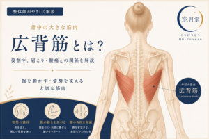 広背筋とは？肩こりや腰痛との関係をわかりやすくご紹介