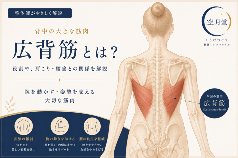 広背筋とは？肩こりや腰の重だるさとの関係をご紹介