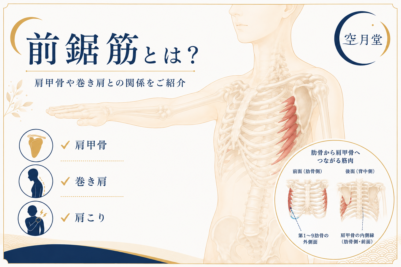 前鋸筋とは?肩甲骨や巻き肩の関係をご紹介